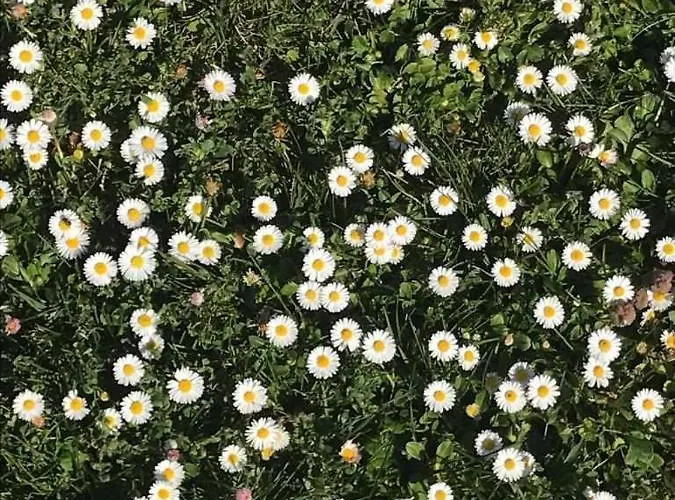 El Pajarcillo Hétvégi ház